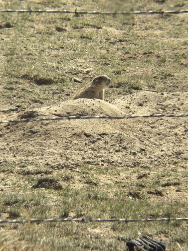 Black-tailed Prairie Dog observed by binocularsen