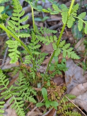 Woodsia obtusa