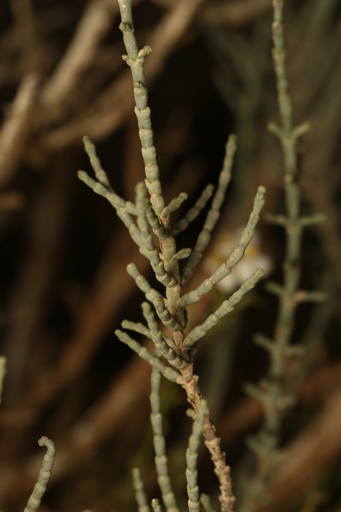 Anabasis articulata (Anabasis articulata)