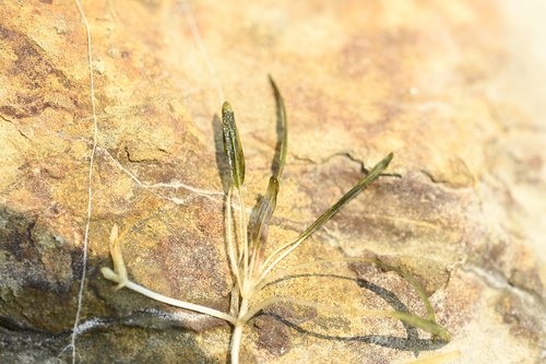 Halophila beccarii observed 2026-04-17