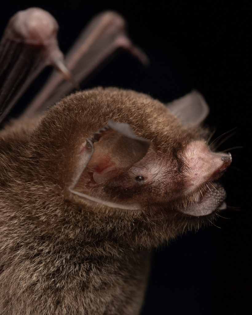 Mesoamerican Common Mustached Bat