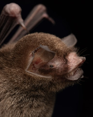 Mesoamerican Common Mustached Bat photo 1