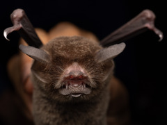 Mesoamerican Common Mustached Bat photo 2
