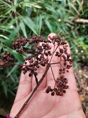 Hydrangea serratifolia