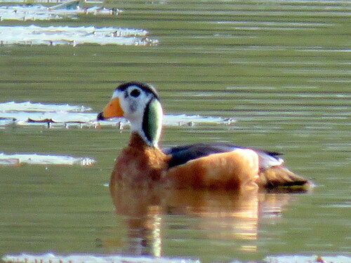 iNaturalist image