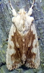 Lithophane patefacta