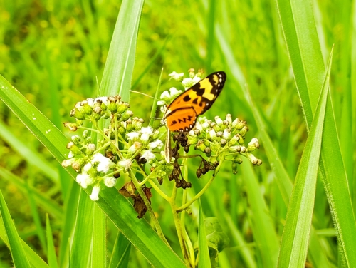Forbestra proceris