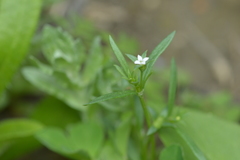 Houstonia parviflora