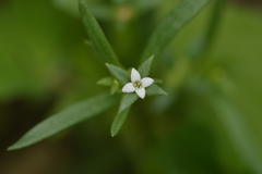 Houstonia parviflora