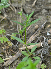 Houstonia parviflora