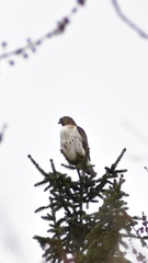 Buteo jamaicensis