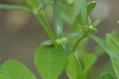 Houstonia parviflora