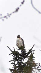 Buteo jamaicensis