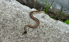 Thamnophis sirtalis annectens