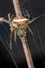 Araneus miniatus