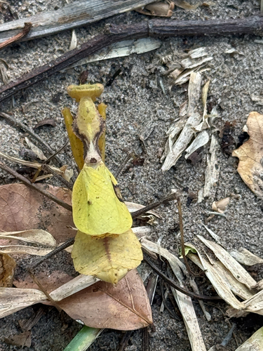 Brown Leaf Mantid