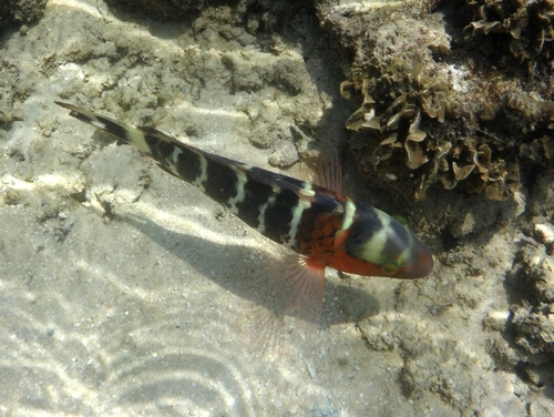 Cheilinus fasciatus