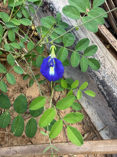 Blue Pea