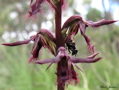 Genoplesium superbum