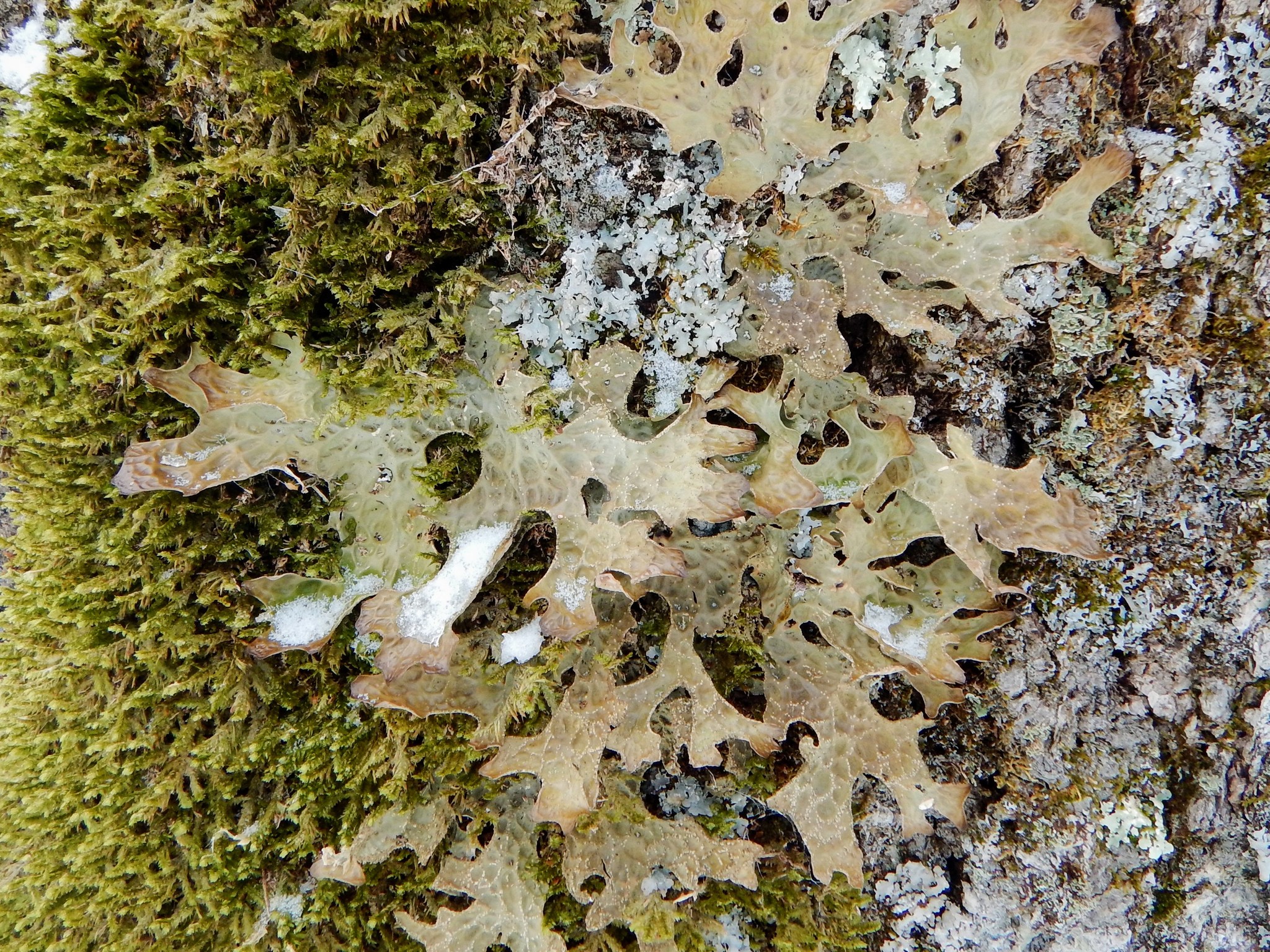 Lobaria pulmonaria image