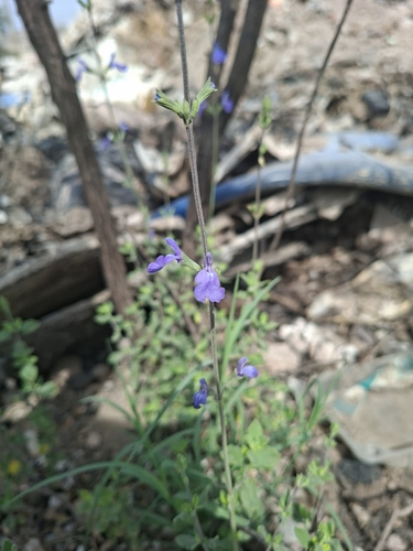 Salvia chamaedryoides