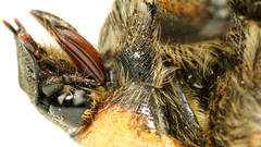 Diaphonia dispar