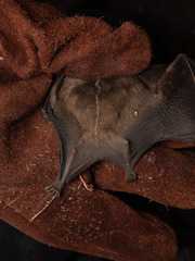 Pacific Tent-Making Bat photo 3