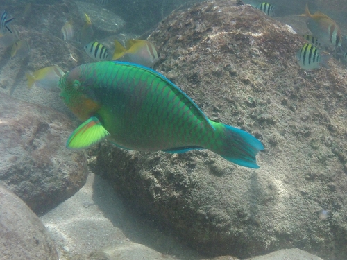 Scarus rivulatus