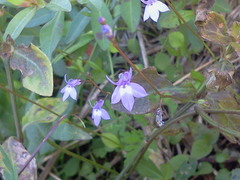 Lobelia feayana image