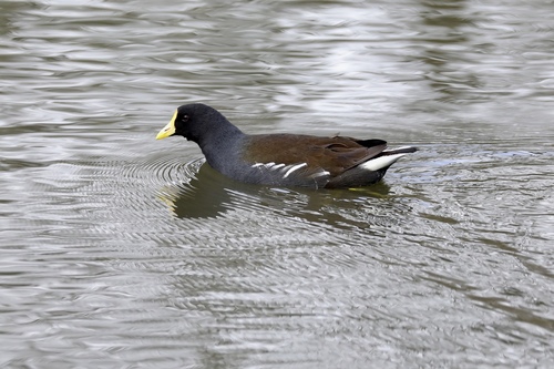 Gallineta común (Gallinula chloropus)