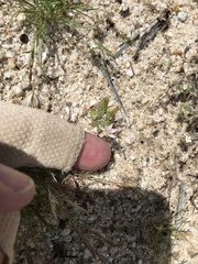 Loeseliastrum schottii