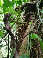 Swartzia zeledonensis