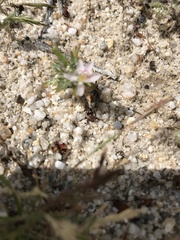 Loeseliastrum schottii