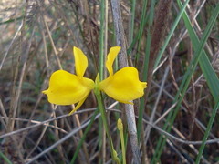Utricularia cornuta image