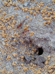 Trachymyrmex septentrionalis