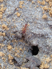 Trachymyrmex septentrionalis