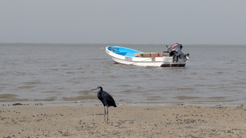 Western Reef Heron