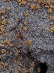 Trachymyrmex septentrionalis