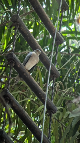 Tachyspiza badia sphenura