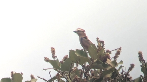 Purple Roller