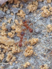 Trachymyrmex septentrionalis