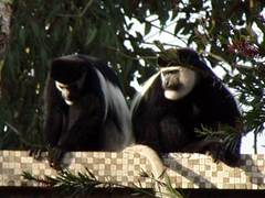 Colobus guereza