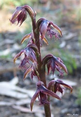 Prasophyllum reflexum