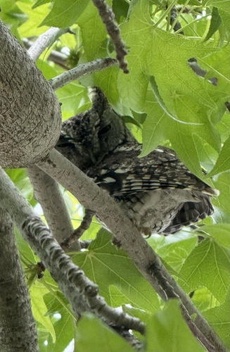 Eastern Screech-Owl observed by rodkneej13