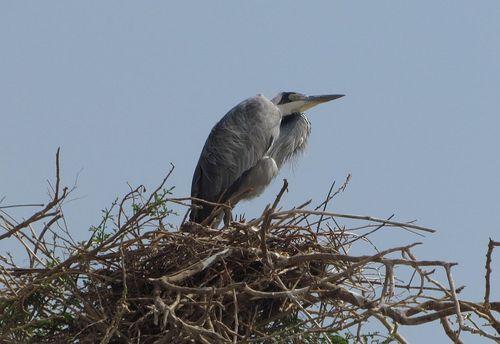 Black-headed Heron