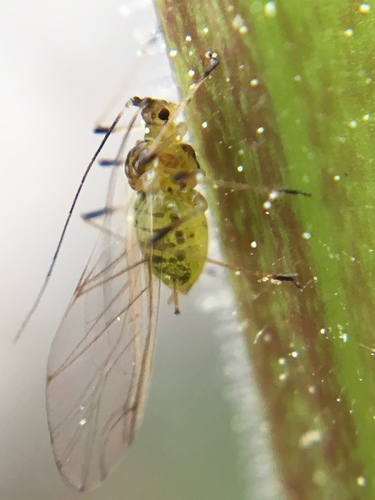 Foxglove Aphid photo 2