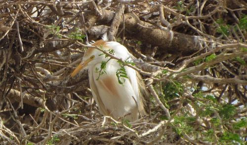 Western Cattle-Egret