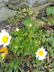 Mauranthemum paludosum