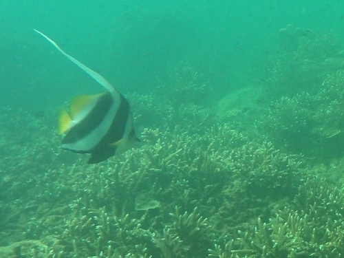 Heniochus acuminatus