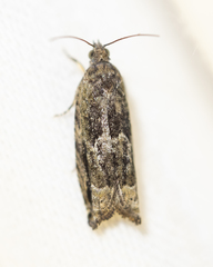 Epiblema abruptana
